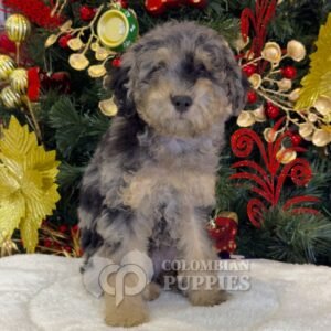 Cachorro Bernedoodle Macho en Venta 01