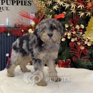 Cachorro Bernedoodle Macho en Venta 03 Cachorro Bernedoodle Macho en Venta 03