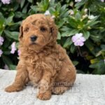 Cachorro Golden Doodle Mini Macho para la Venta Colombian Puppies 01