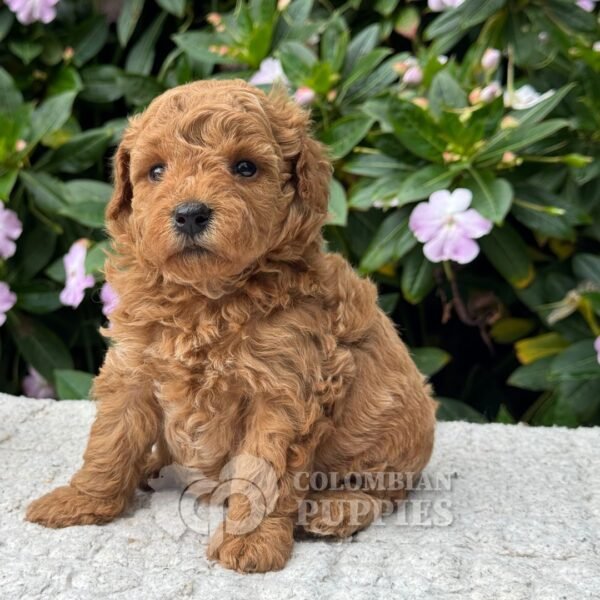 Cachorro Golden Doodle Mini Macho para la Venta Colombian Puppies 01