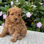Cachorro Golden Doodle Mini Macho para la Venta Colombian Puppies 02