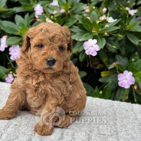 Cachorro Golden Doodle Mini Macho para la Venta Colombian Puppies 02 Cachorro Golden Doodle Mini Macho para la Venta Colombian Puppies 02