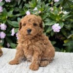 Cachorro Golden Doodle Mini Macho para la Venta Colombian Puppies 03