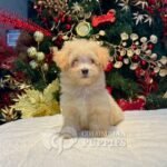 Cachorro Maltipoo Hembra en Venta 01