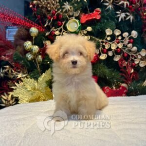 Cachorro Maltipoo Hembra en Venta 01
