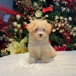 Cachorro Maltipoo Hembra en Venta 02