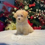 Cachorro Maltipoo Hembra en Venta 03