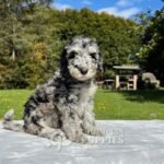 Goldendoodle Standard Hembra Blue Merlé