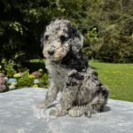 Goldendoodle Standard Hembra Blue Merlé 2