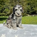 Goldendoodle Standard Hembra Blue Merlé (2)