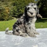 Goldendoodle Standard Hembra Blue Merlé (3)