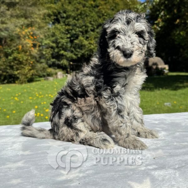 Goldendoodle Standard Hembra Blue Merlé (3) Goldendoodle Standard Hembra Blue Merlé (3)