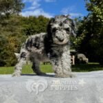 Goldendoodle Standard Hembra Blue Merlé (4)