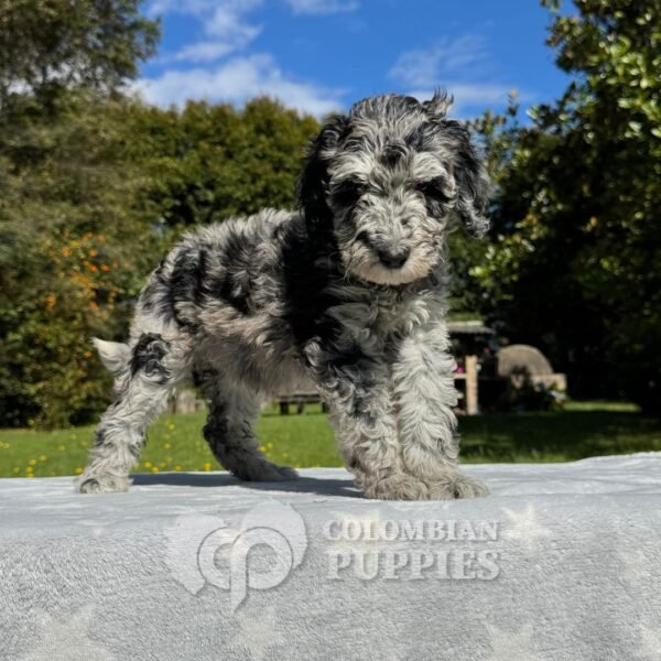 Goldendoodle Standard Hembra Blue Merlé (4) Goldendoodle Standard Hembra Blue Merlé (4)