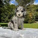 Goldendoodle Standard Hembra Blue Merlé (5)