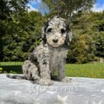 Goldendoodle Standard Hembra Blue Merlé (6)