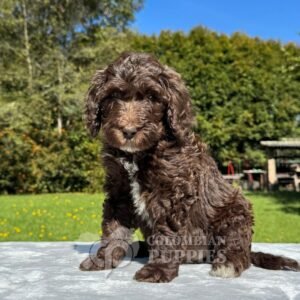 Goldendoodle Standard Hembra Chocolate (1)