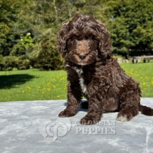 Goldendoodle Standard Hembra Chocolate (3) Goldendoodle Standard Hembra Chocolate (3)