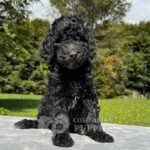 Goldendoodle Standard Hembra Negro