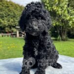 Goldendoodle Standard Hembra Negro (2)