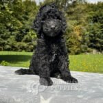 Goldendoodle Standard Hembra Negro (3)