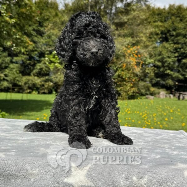 Goldendoodle Standard Hembra Negro (4) Goldendoodle Standard Hembra Negro (4)