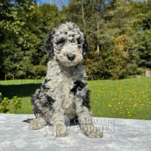 Goldendoodle Standard Macho Blue Merlé (3)