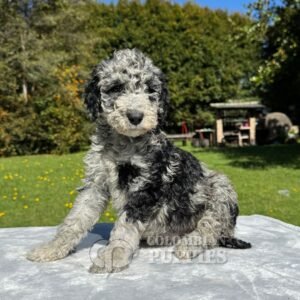 Goldendoodle Standard Macho Blue Merlé