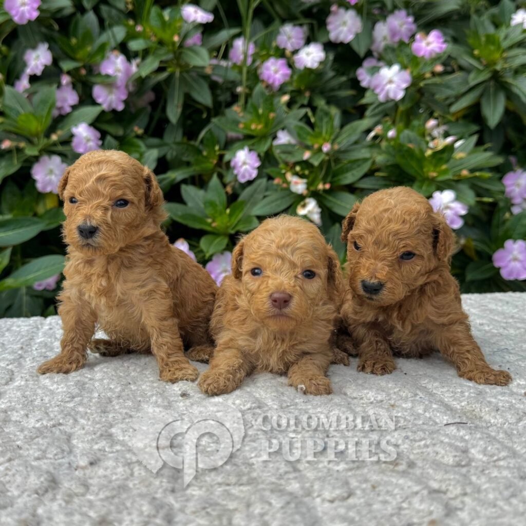 Cachorros Caniche Mini Colombian Puppies Criadero Bogotá 01 Cachorros Caniche Mini Colombian Puppies Criadero Bogotá 01