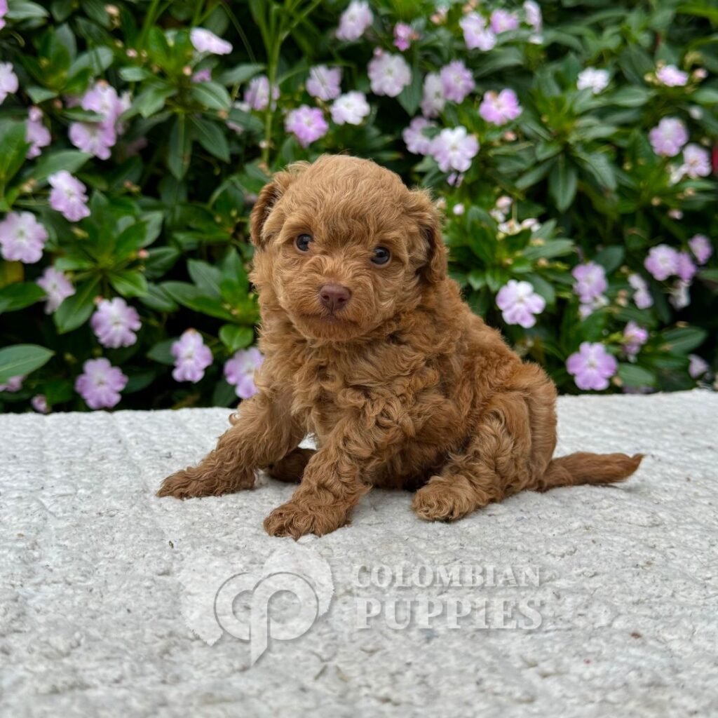 Cachorros Caniche Mini Colombian Puppies Criadero Bogotá 02 Cachorros Caniche Mini Colombian Puppies Criadero Bogotá 02
