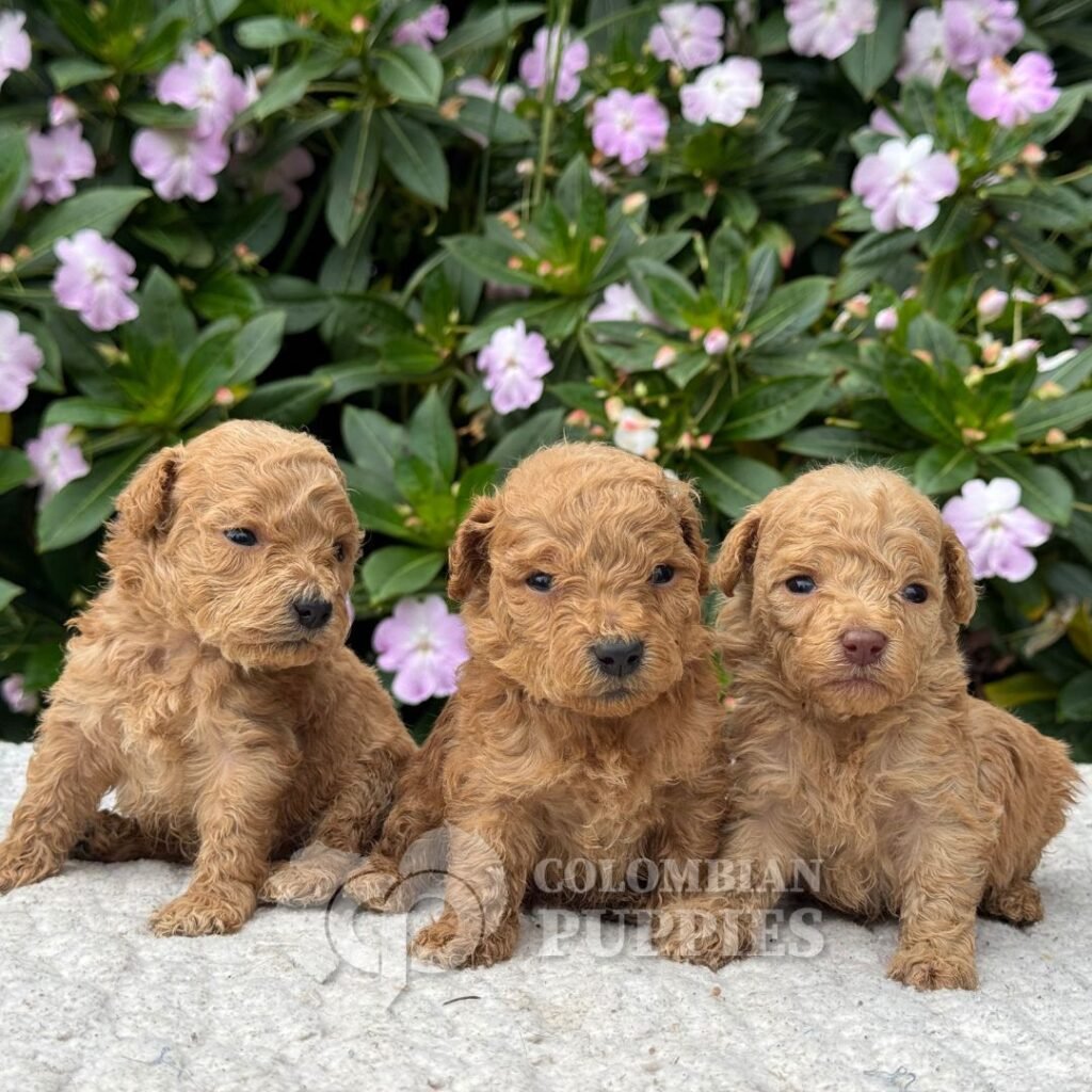 Cachorros Caniche Mini Colombian Puppies Criadero Bogotá 03 Cachorros Caniche Mini Colombian Puppies Criadero Bogotá 03