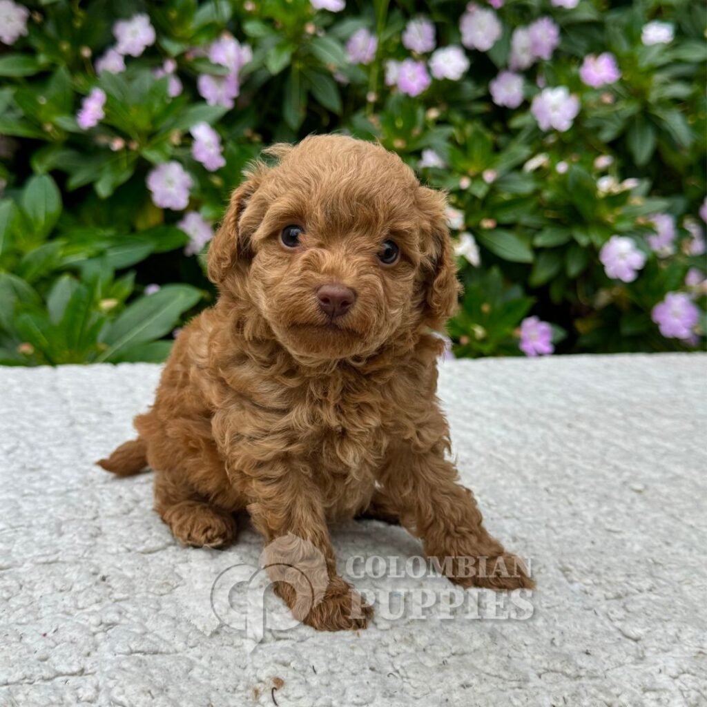 Cachorros Caniche Mini Colombian Puppies Criadero Bogotá 04 Cachorros Caniche Mini Colombian Puppies Criadero Bogotá 04