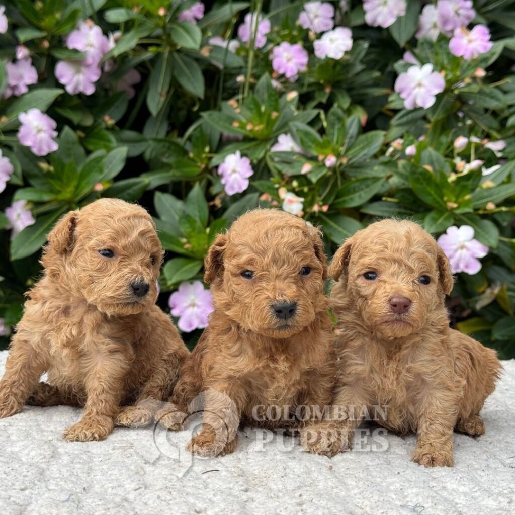 Cachorros Caniche Mini Colombian Puppies Criadero Bogotá 05 Cachorros Caniche Mini Colombian Puppies Criadero Bogotá 05
