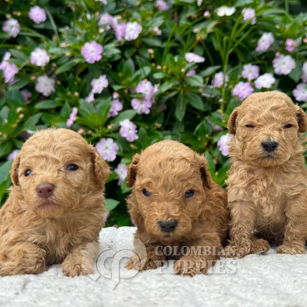 Cachorros Caniche Mini Colombian Puppies Criadero Bogotá 06 Cachorros Caniche Mini Colombian Puppies Criadero Bogotá 06
