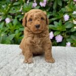 Golden Doodle Mini Hembra para la Venta Colombian Puppies 01
