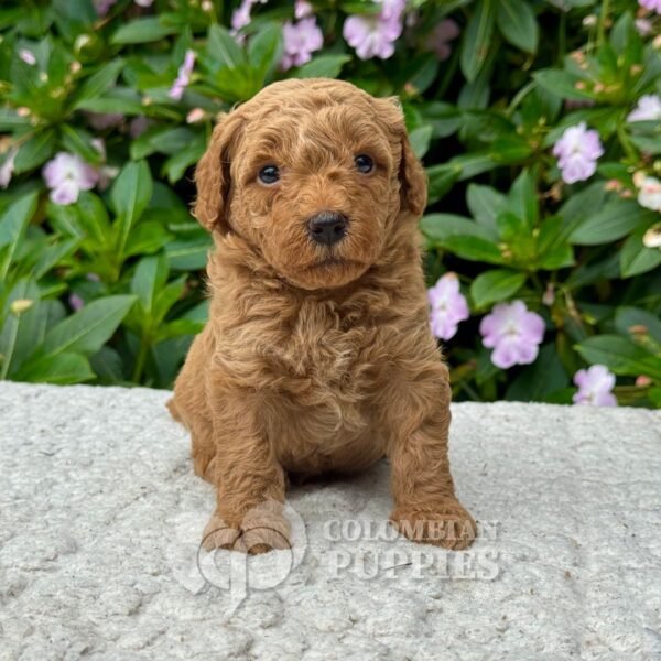 Golden Doodle Mini Hembra para la Venta Colombian Puppies 01