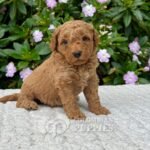 Golden Doodle Mini Hembra para la Venta Colombian Puppies 02