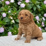 Golden Doodle Mini Hembra para la Venta Colombian Puppies 03