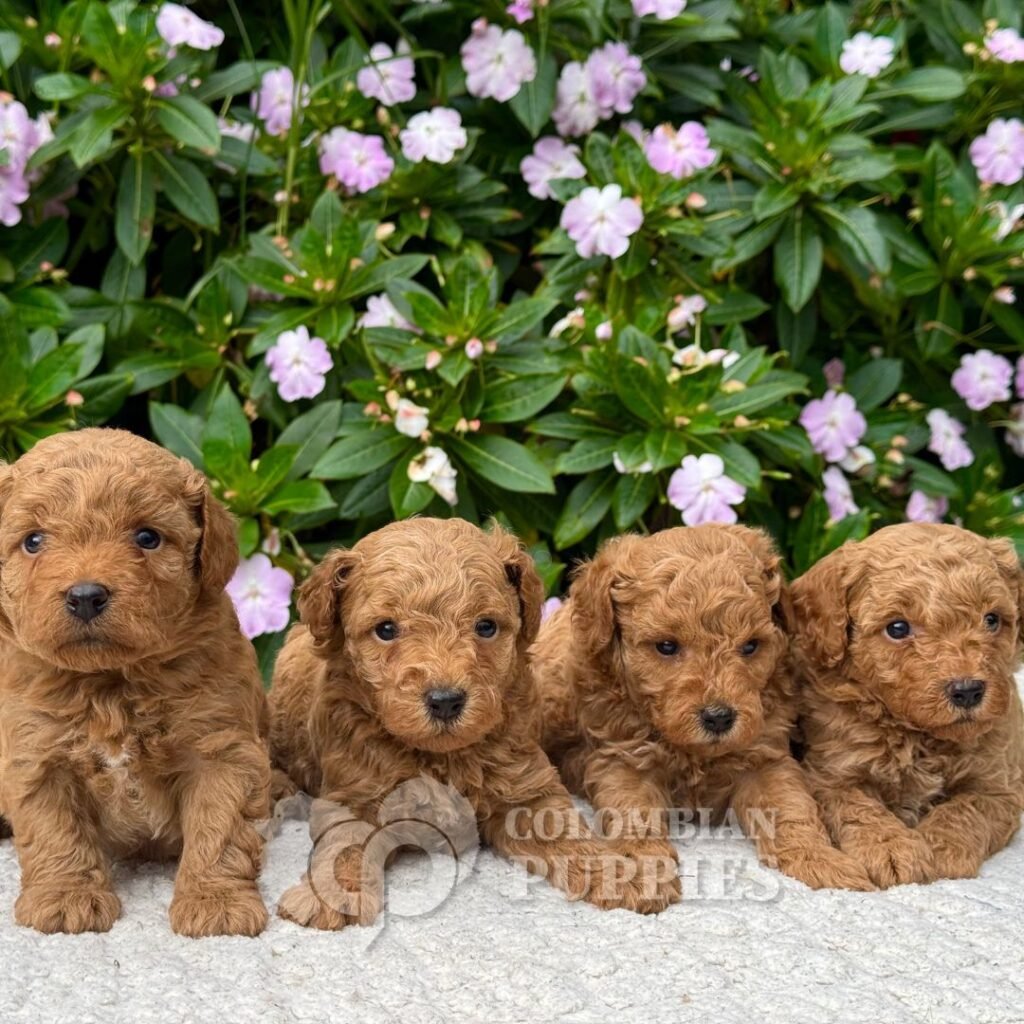 Golden Doodle Mini Multigeneracional 07 Golden Doodle Mini Multigeneracional 07