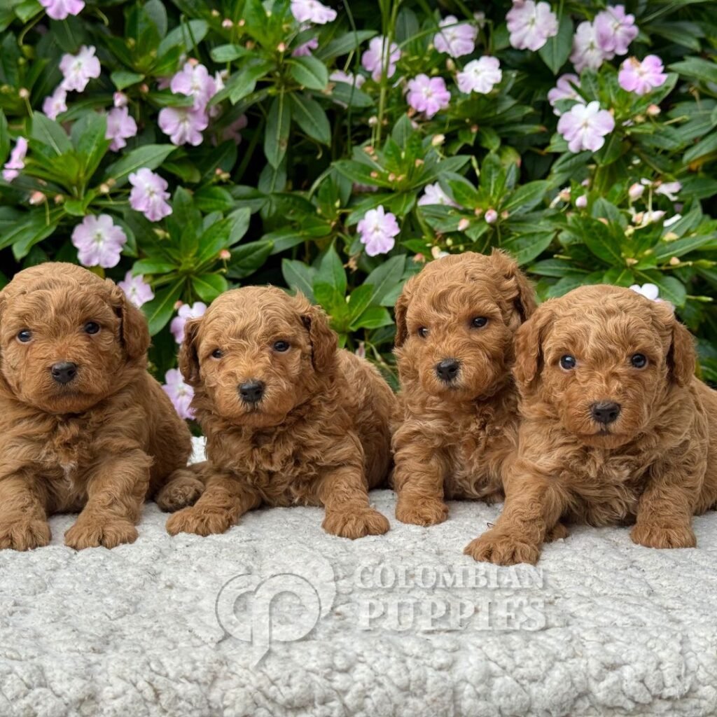 Golden Doodle Mini Multigeneracional 08 Golden Doodle Mini Multigeneracional 08