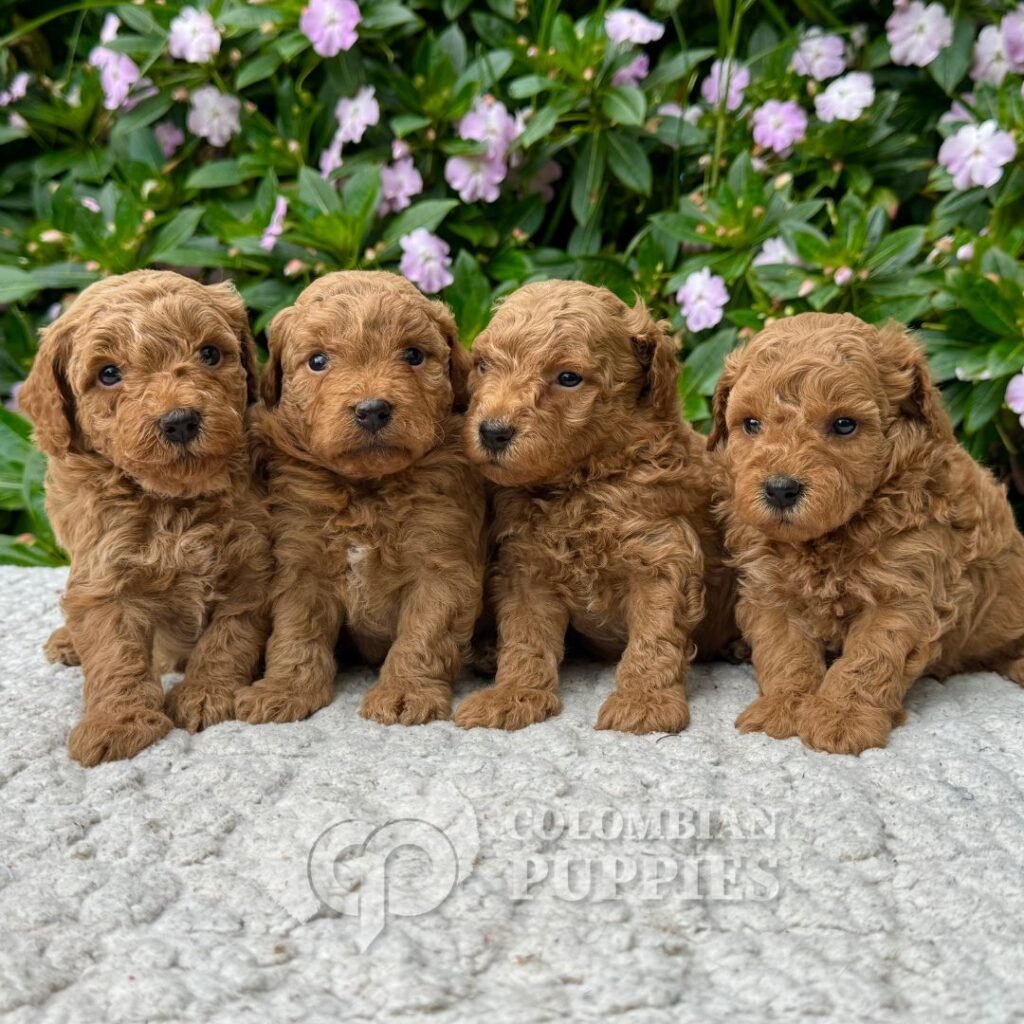 Golden Doodle Mini Multigeneracional 10 Golden Doodle Mini Multigeneracional 10
