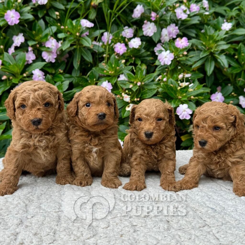 Golden Doodle Mini Multigeneracional 13 Golden Doodle Mini Multigeneracional 13