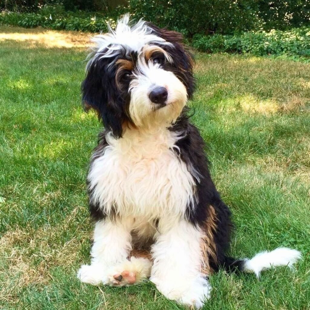 Raza Mediana Bernedoodle en Venta Raza Mediana Bernedoodle en Venta