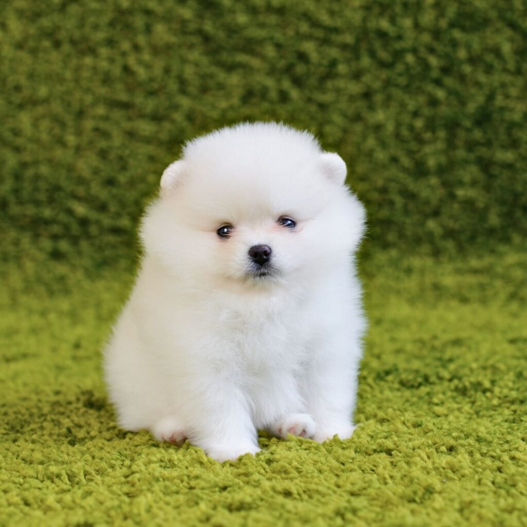 Raza Pequeña Cachorro Pomerania en Venta Raza Pequeña Cachorro Pomerania en Venta