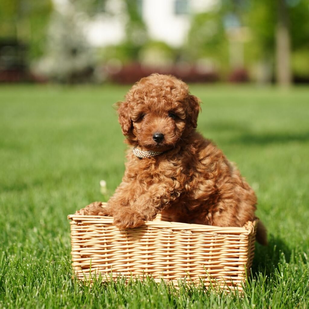Raza Pequeña Cahorro Caniche en Venta Raza Pequeña Cahorro Caniche en Venta
