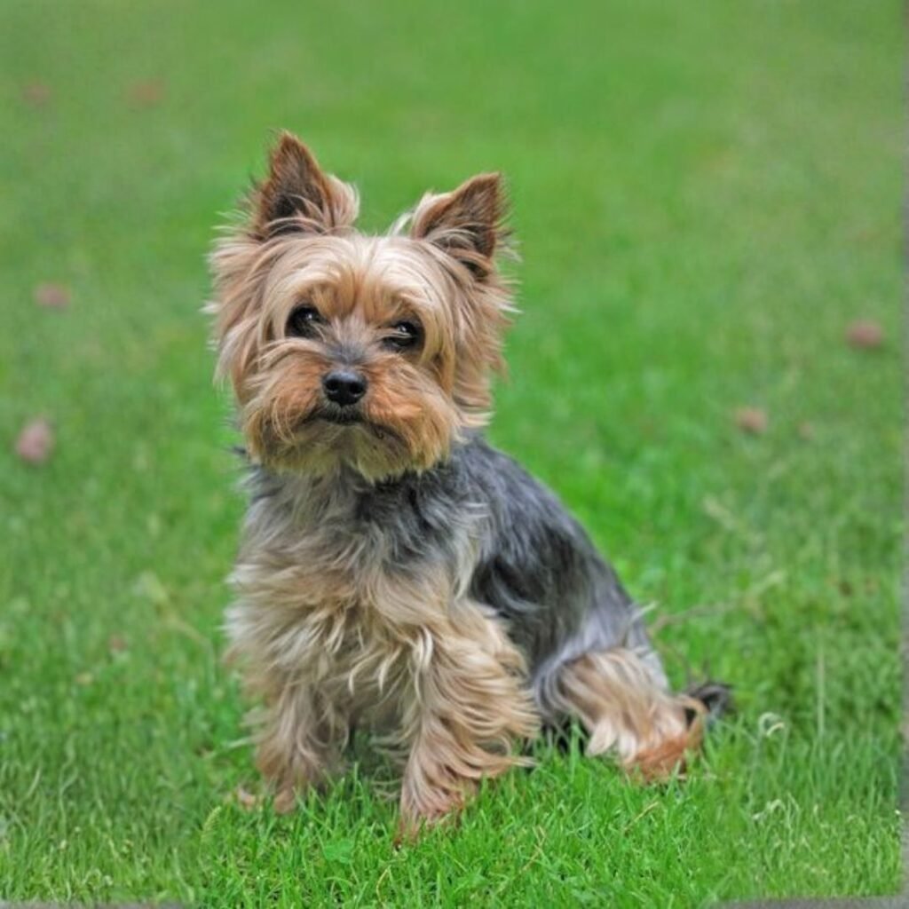Raza Pequeña YORKSHIRE TERRIER en venta Raza Pequeña YORKSHIRE TERRIER en venta