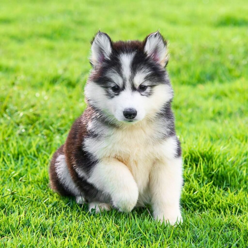 Razas Grandes HUSKY SIBERIANOen Venta Razas Grandes HUSKY SIBERIANOen Venta