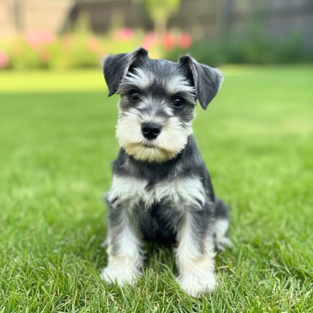 Razas Medianas SCHNAWZER para venta Razas Medianas SCHNAWZER para venta