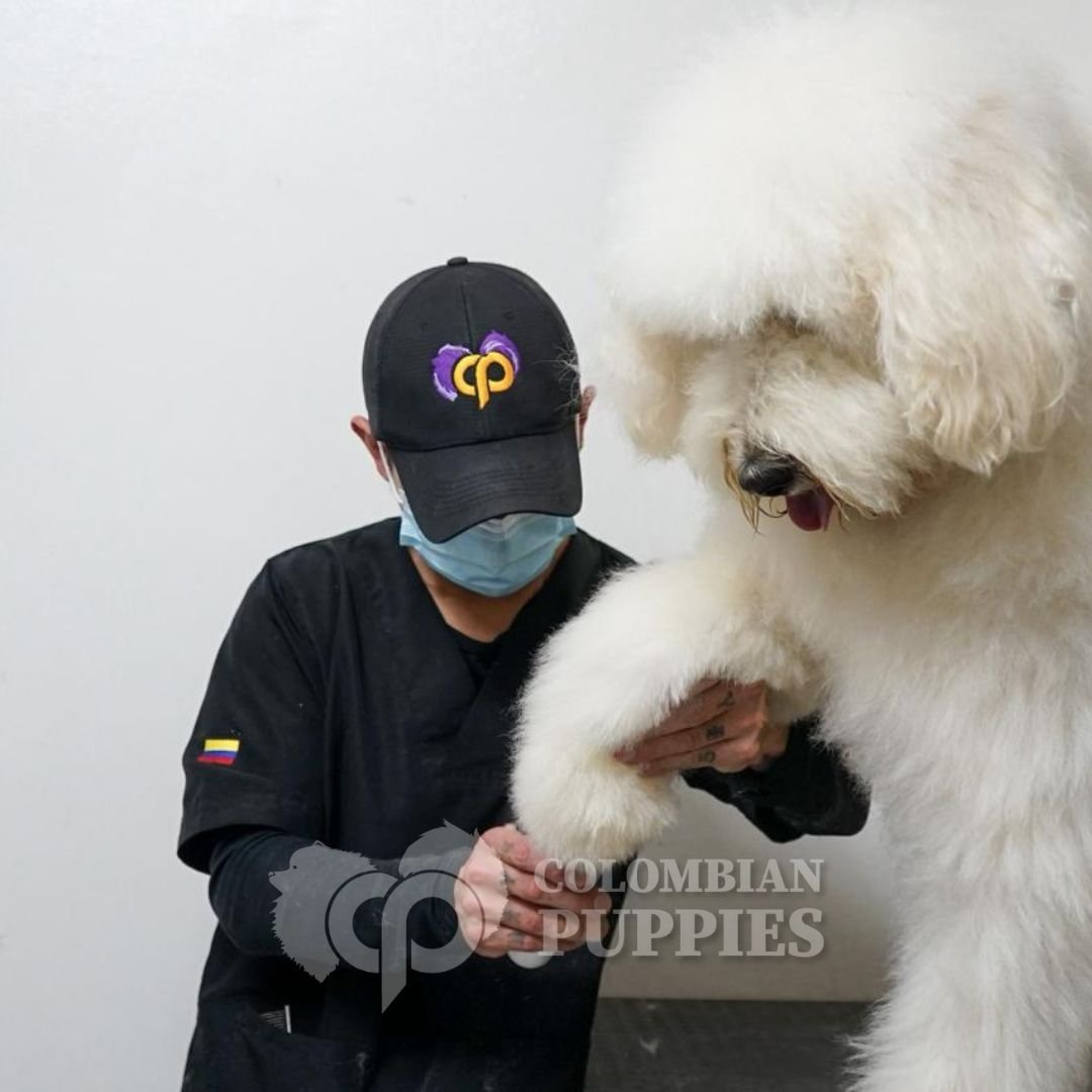 Grooming, baño y peluquería para todas las razas