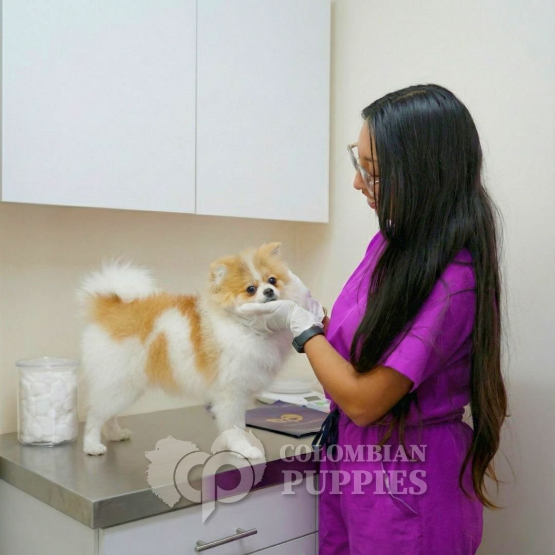 Servicio de vacunación para mascotas en Colombia